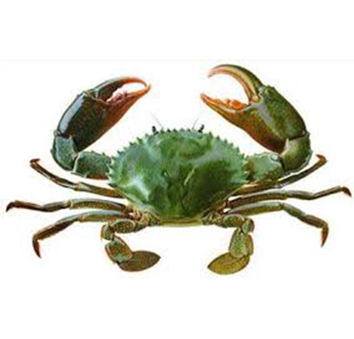 green-crab
