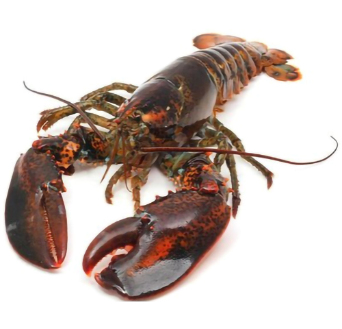 norway-lobster