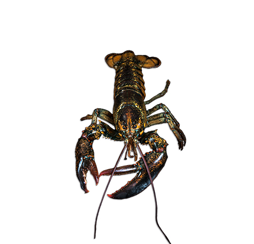 common-spiny-lobster-pelephas