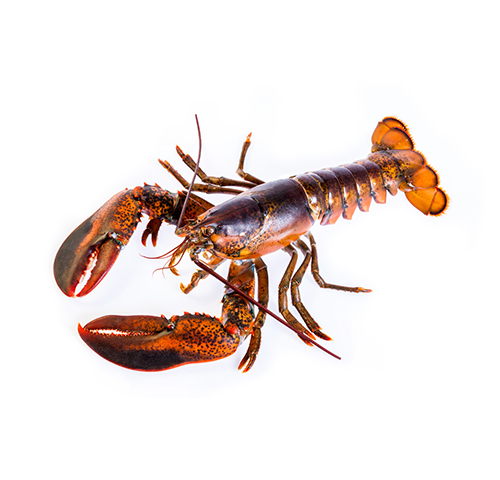 canadian-lobster-homarus-americanus