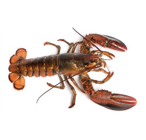 american-lobster-homarus-americanus