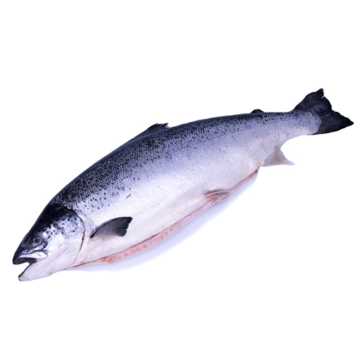 farmed-norway-salmon