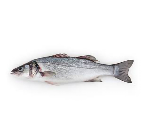 wild-seabass