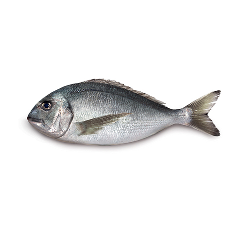 farmed-gilthead-seabream