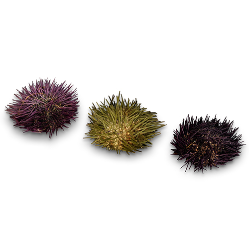 sea-urchin-shell