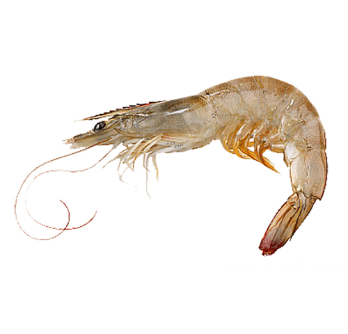 grey-shrimp