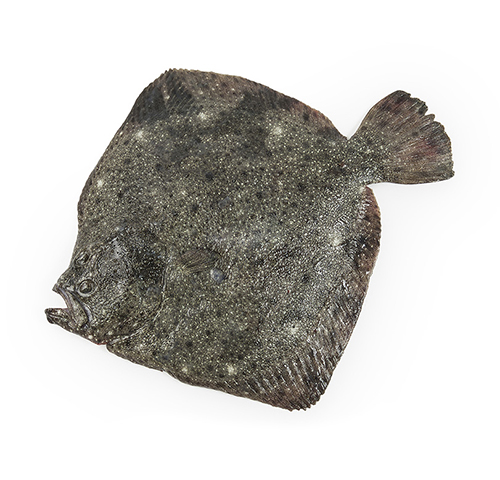 atlantic-spotted-flounder