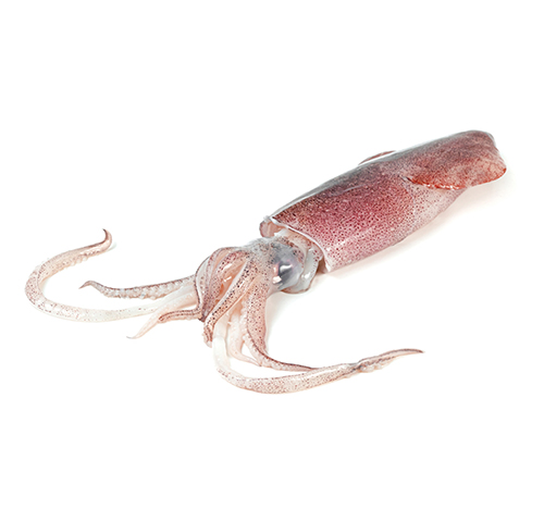 european-squid