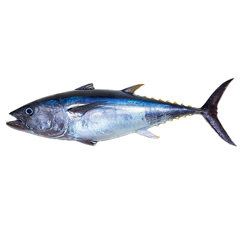 bluefin-tuna-thunnus-thynnus