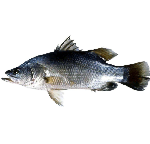 nile-perch