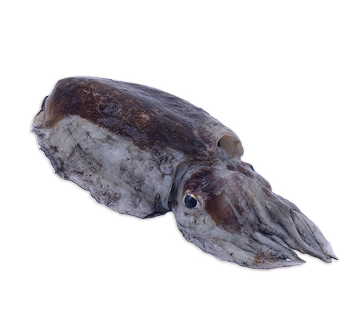 big-cuttlefish