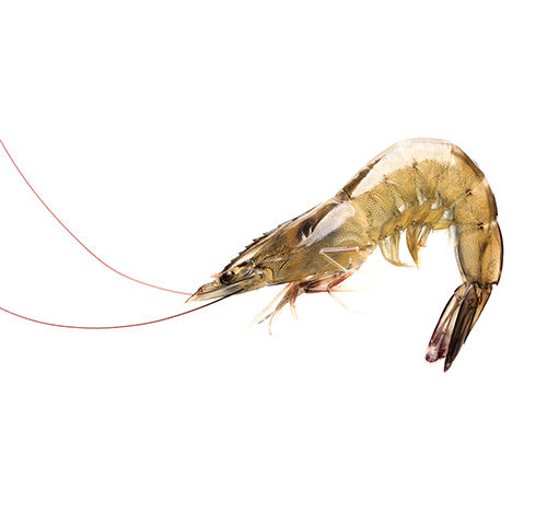 tiger-shrimp