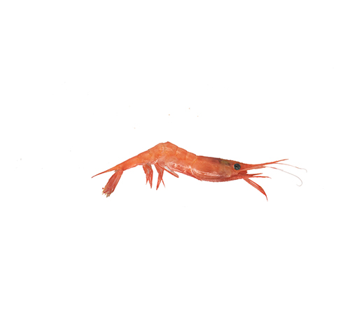 orange-ebi-shrimp