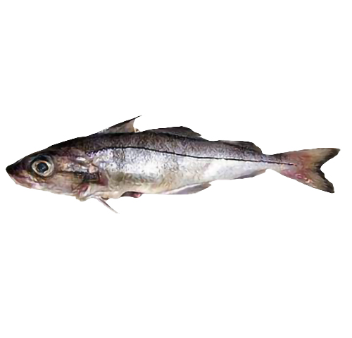 haddock